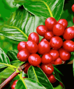 Sỉ Tinh dầu Hương Cafe - Coffee Flavor Oil