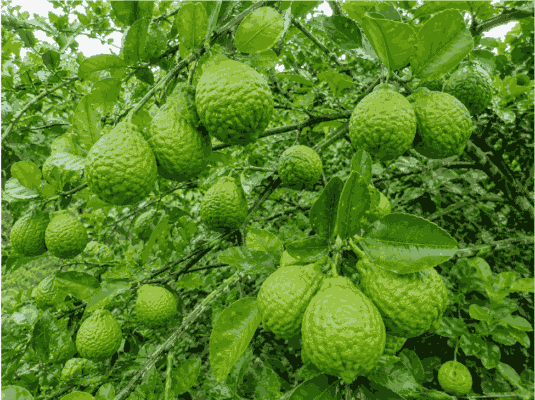 Hình ảnh quả chanh sần