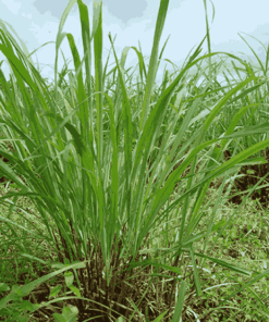 Sỉ Tinh Dầu Sả Java – Citronella Essential Oil