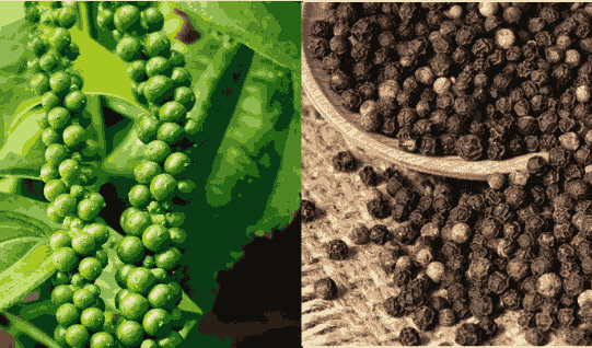 Sỉ Tinh Dầu Tiêu Đen – Black Pepper Essential Oil
