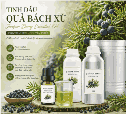 Sỉ tinh dầu bách xù