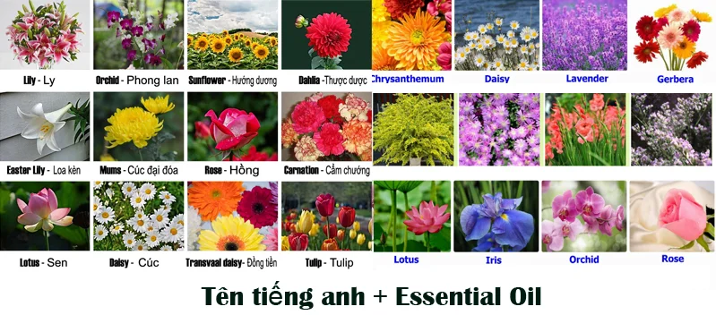 Tên tinh dầu bằng tiếng anh các loại hoa