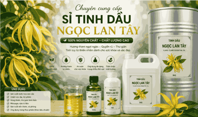 Sỉ tinh dầu ngọc lan tây