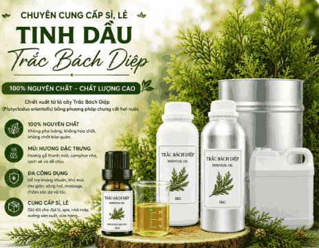 Sỉ tinh dầu trắc bách diệp