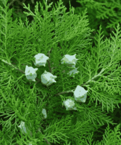 Sỉ Tinh Dầu Trắc Bách Diệp – Cypress Essential Oil