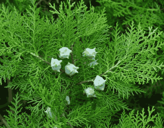 Sỉ Tinh Dầu Trắc Bách Diệp – Cypress Essential Oil