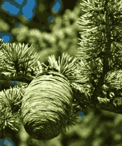 Sỉ Tinh Dầu Gỗ Tuyết Tùng (Hoàng Đàn)–Cedarwood Essential Oil