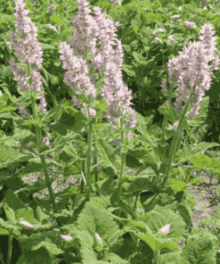 Sỉ Tinh Dầu Xô Thơm  – Clary Sage Essential Oil